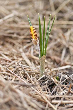 Crocus chrysanthus var. fuscotinctus