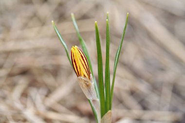 Crocus chrysanthus var. fuscotinctus