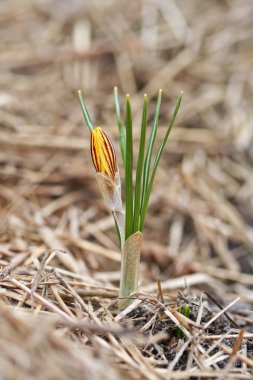 Crocus chrysanthus var. fuscotinctus