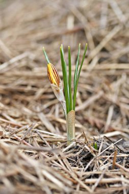 Crocus chrysanthus var. fuscotinctus