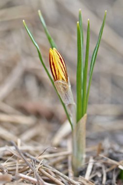 Crocus chrysanthus var. fuscotinctus