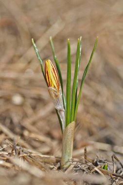 Crocus chrysanthus var. fuscotinctus