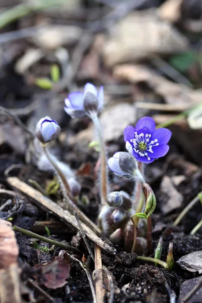 Anemone hepatica or Hepatica nobilis — Stock Photo, Image