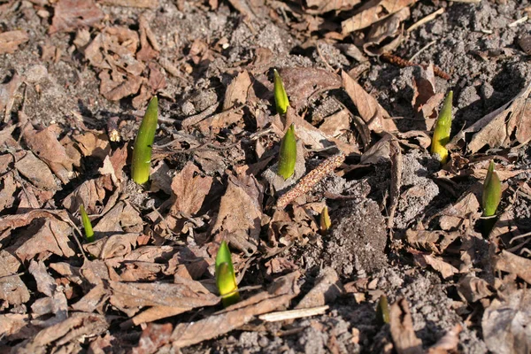 Scilla siberica (Squill siberiano o squill de madera) ) —  Fotos de Stock