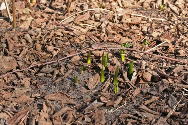 Scilla siberica (squill siberiano ou squill madeira ) — Fotografia de Stock