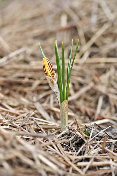 Crocus chrysanthus var. fuscotinctus