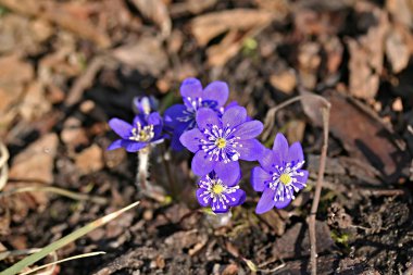 Anemon mantarı veya mantarı nobilis