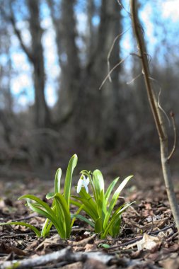 Galanthus elwesii (büyük kardelen)