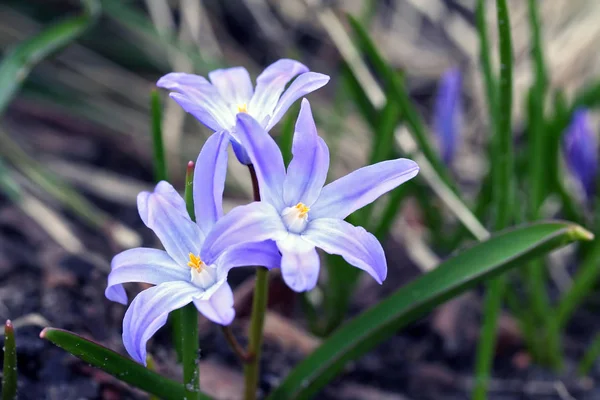 Chionodoxa luciliae (Scilla luciliae) flores —  Fotos de Stock