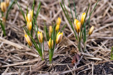 Crocus chrysanthus var. fuscotinctus