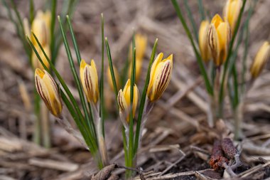 Crocus chrysanthus var. fuscotinctus