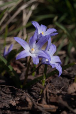 Chionodoxa luciliae (Scilla luciliae) çiçekler