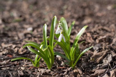 Galanthus elwesii (büyük kardelen)