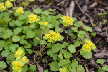 (Alternatif yapraklı altın-saxifrage Chrysosplenium alternifolium)