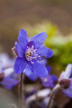 Anemon mantarı veya mantarı nobilis