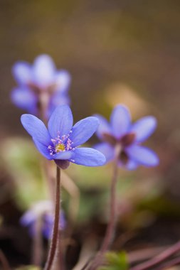 Anemon mantarı veya mantarı nobilis