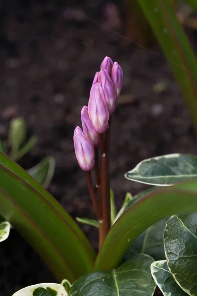 Квіти Chionodoxa Cleiliae (Scilla Cleiliae) — стокове фото