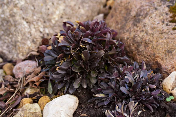 Polygala amarella (Polygala amara) known as dwarf milkwort — Stock Photo, Image