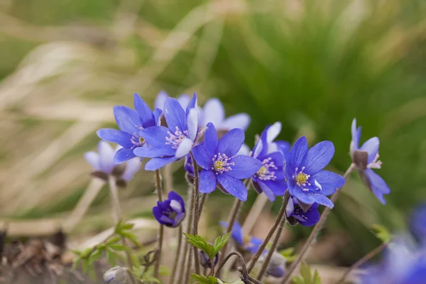 Anémona hepática o Hepatica nobilis —  Fotos de Stock