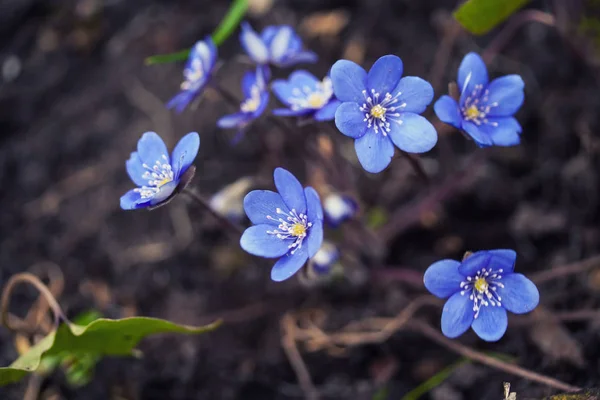 Anemone hepatica or Hepatica nobilis — Stock Photo, Image