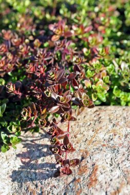 thymus serpyllum, breckland kekik bilinen