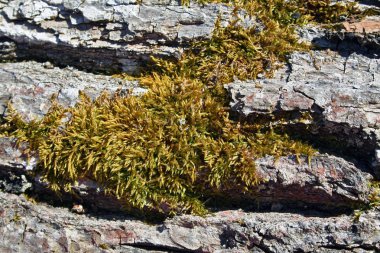 Yaşlı ahşap korteks doku moss ile