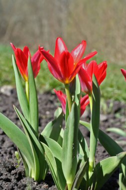 Tulipa Kaufmanniana 'Kızıl Bebek'