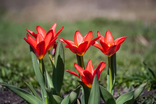 Tulipa Kaufmanniana 'Scarlet Baby  in early morning — Stock Photo, Image