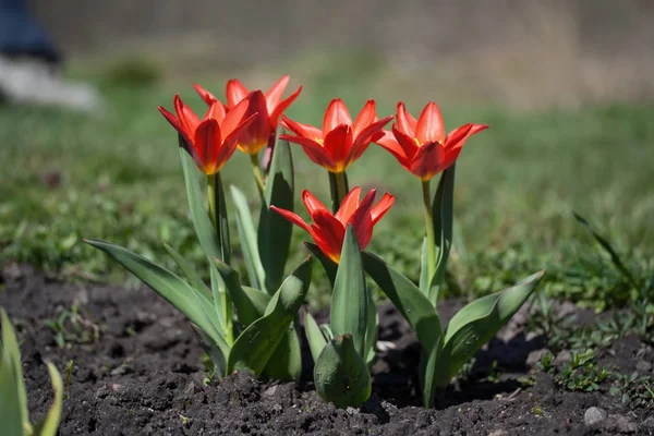 Tulipa Kaufmanniana 'Scarlet Baby' — Stock Photo, Image