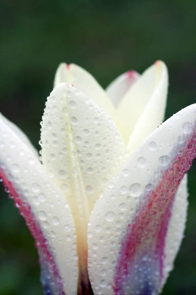 Tulipa Kaufmanniana dans le jardin — Photo