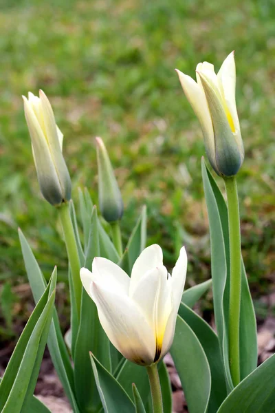 Tulipa greigii 'Concerto' in early morning — Stock Photo, Image