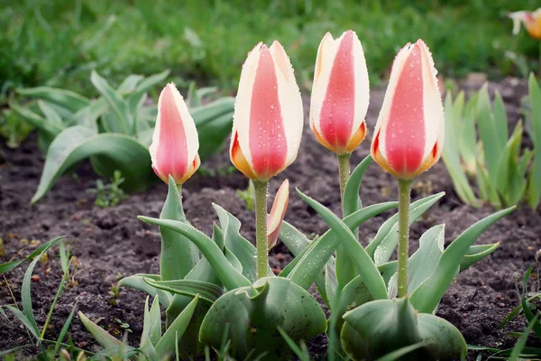 Tulipa greigii 'Authority' in early morning — Stock Photo, Image