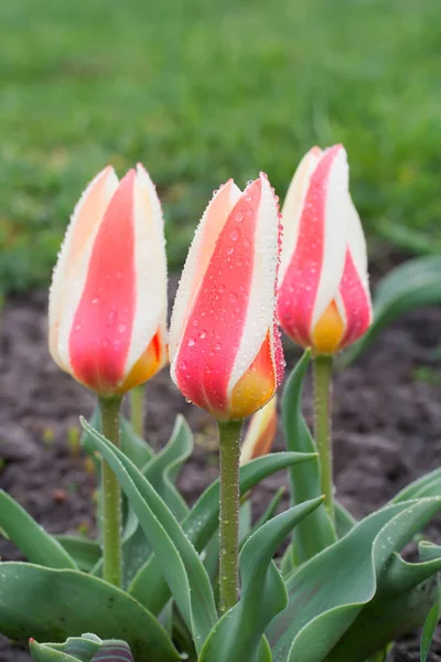 Tulipa greigii 'Autoridade' no início da manhã — Fotografia de Stock