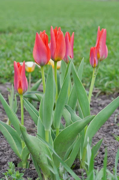 Tulipa Kaufmanniana 'Scarlet Baby' — 图库照片