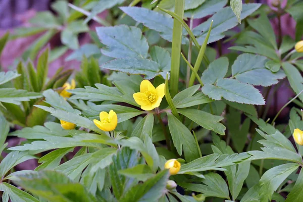 Anemone ranunculoides (yellow anemone or buttercup anemone) — Stock Photo, Image