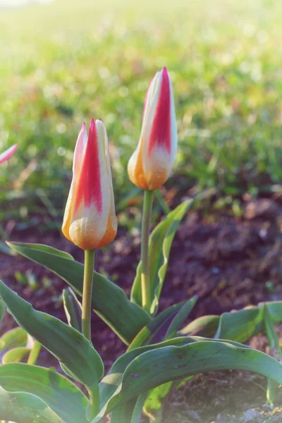 Tulipa Kaufmanniana ' john strauss ' 清晨 — 图库照片