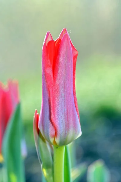 Tulipa Kaufmanniana 'bebé escarlata en la mañana temprano —  Fotos de Stock