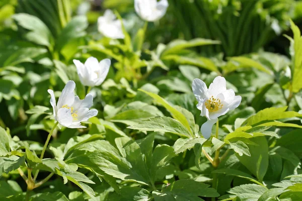 Flores de anêmona nemorosa (anêmona de madeira) em floresta de carvalho — Fotografia de Stock