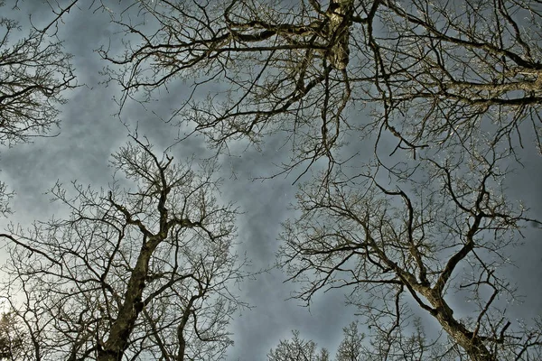 Strom větví siluety — Stock fotografie