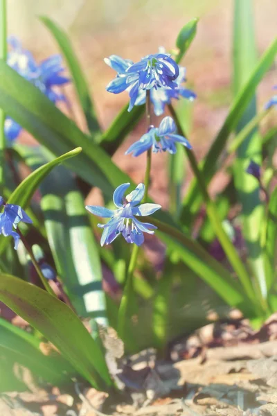 Scilla siberica (squill siberiano ou squill madeira ) — Fotografia de Stock