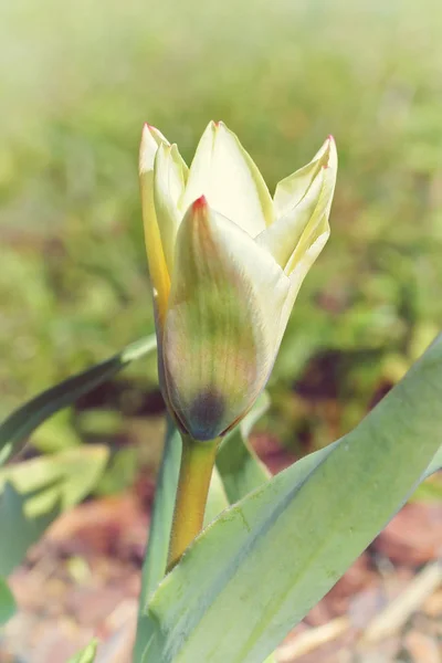 Tulipa Kaufmanniana раннього ранку — стокове фото