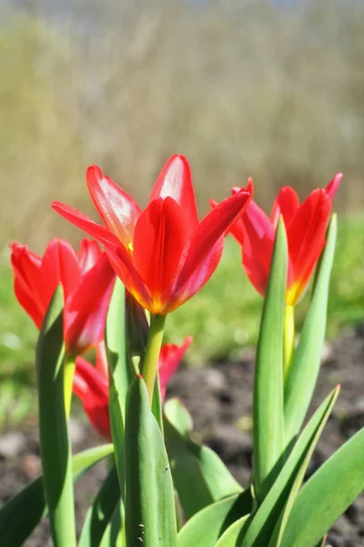 Tulipa Kaufmanniana 'Scharlachrotes Baby' — Stockfoto