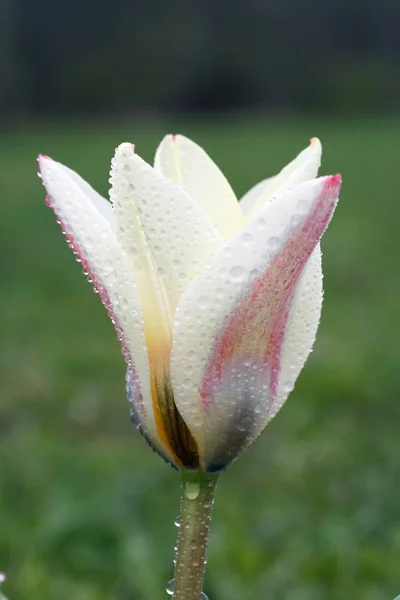 Tulipa Kaufmanniana wcześnie rano — Zdjęcie stockowe