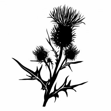 Dekoratif vektör thistle (otu acanthoides)