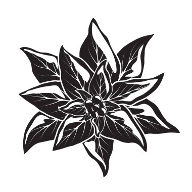 Pointsettia çiçek çilek ile