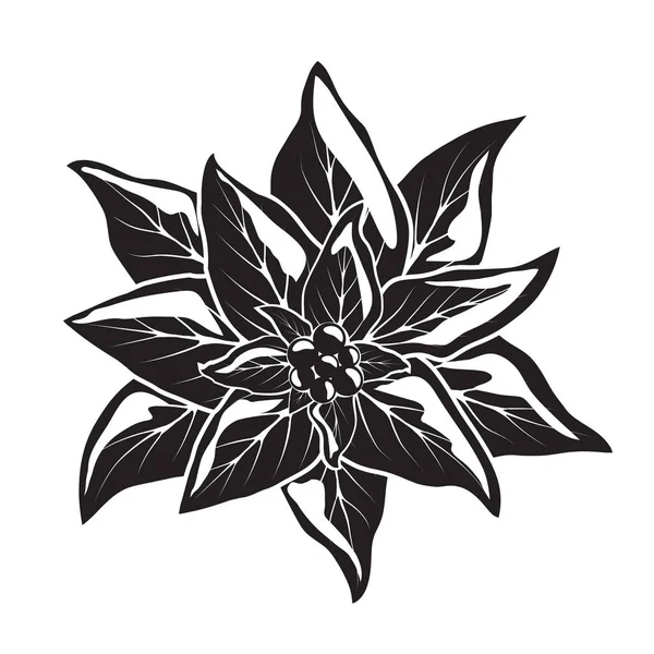 Pointsettia çiçek çilek ile