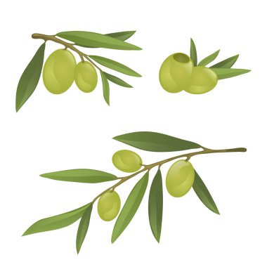 Zeytin dalı yeşil ve Siyah Zeytin ile
