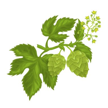 Koniler ve çiçek yaprakları ile hops