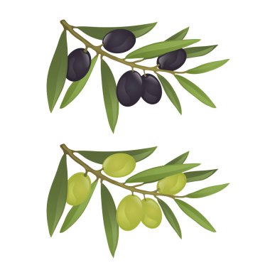 Zeytin dalı yeşil ve Siyah Zeytin ile