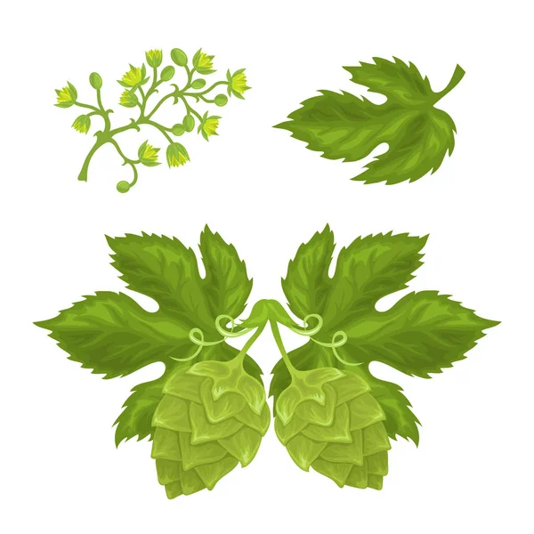 啤酒花球果和叶子花 — 图库矢量图片